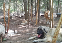 Preservation breeding vs. purpose bred LGDs livestock guardian dog