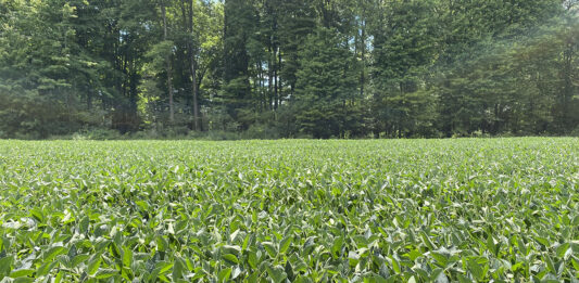 USDA dismisses four women elected to United Soybean Board soybeans