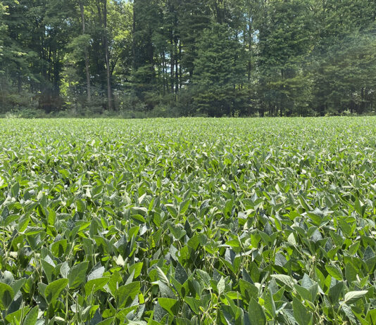 soybeans