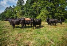 W.Va. ground beef program ready to hit the market