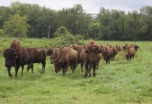 A herd of bison walking.