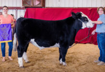 2022 Lawrence County (Pa.) Fair sale Grand Champion Beef