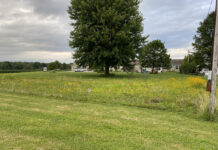Help improve pollinator habitats in Mahoning County, Ohio pollinator lawn