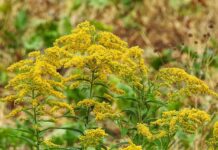 Seasons change but nature’s beauty is constant goldenrod