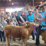 2022 Noble County Fair sale Grand Champion Feeder Calf Steer
