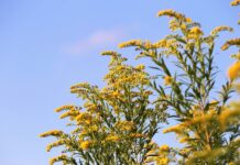 The problem with ‘weeds’ goldenrod