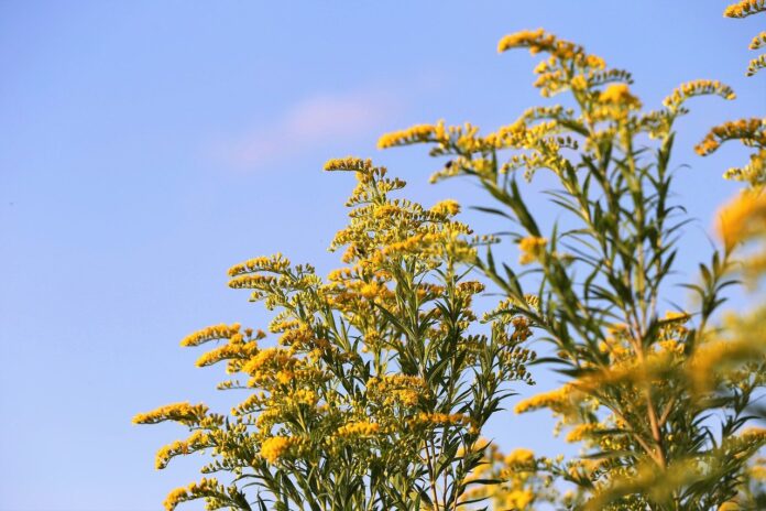 goldenrod