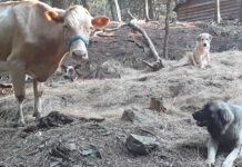 A young livestock guardian dog finds his calling livestock guardian dogs and cows