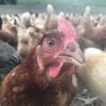 Western Pa. pastured poultry farm faces bird flu ‘nightmare’