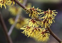 Fall foraging: How to find and use witch hazel witch hazel