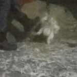 Turkey catchers charged for animal abuse at Pennsylvania farms