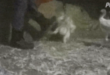 Turkey catchers charged for animal abuse at Pennsylvania farms