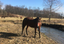 A stream gone wild turns to flowing success story A stream prior to restoration. (Submitted photo)
