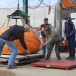 Giant Pumpkin Weigh Off in Canfield giant pumpkin