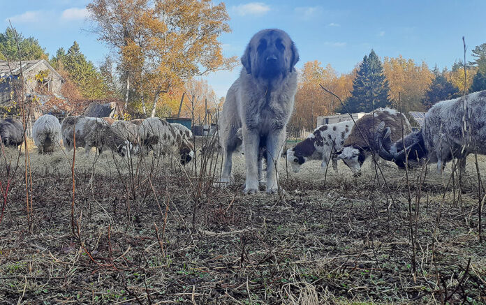 livestock guardian dog with sheep