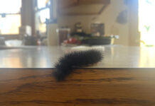 How to care for red-striped ‘woolly bears’ giant leopard moth caterpillar