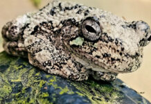 Salem woman is winner of stamp photo contest 2023 Ohio Wildlife Legacy Stamp