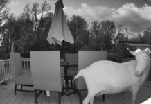 Goat wrangler Kym Seabolt's goat