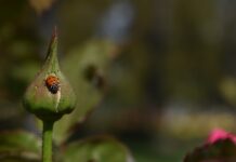 How to spot the differences between ladybugs and Asian lady beetles ladybug