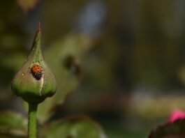 ladybug
