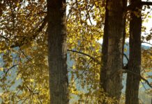 Learning from the cottonwoods cottonwood trees