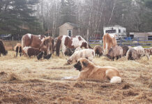 How should we define a livestock guardian dog’s intelligence? livestock guardian dog and livestock