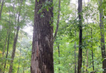 Centuries in the making: A bicentennial farm’s ‘tree-mendous’ treasure Curtis Cook