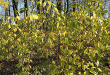 Invasive bush honeysuckle needs to be controlled Bush honeysuckle