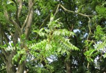 How to identify and control invasive tree-of-heaven in forests tree-of-heaven