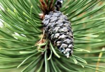 How to find a native Christmas tree to plant in your backyard virginia pine