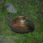 Scientists discover endangered mussel species in Ohio snuffbox mussel