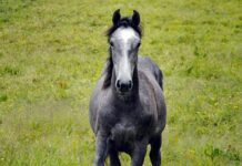 The roan roan horse