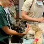 Rural large animal veterinarian shortage on the horizon: report