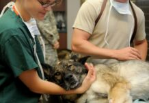 Rural large animal veterinarian shortage on the horizon: report