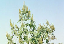 Giant ragweed still looms large in Ohio Giant Ragweed