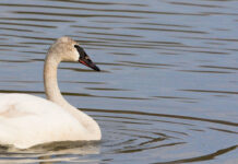 Reintroduction of trumpeter swans an Ohio success story Trumpeter swan