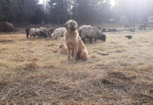 When a farmer has to make hard decisions livestock guardian dog with livestock