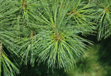 How to grow your own Christmas tree Eastern White Pine