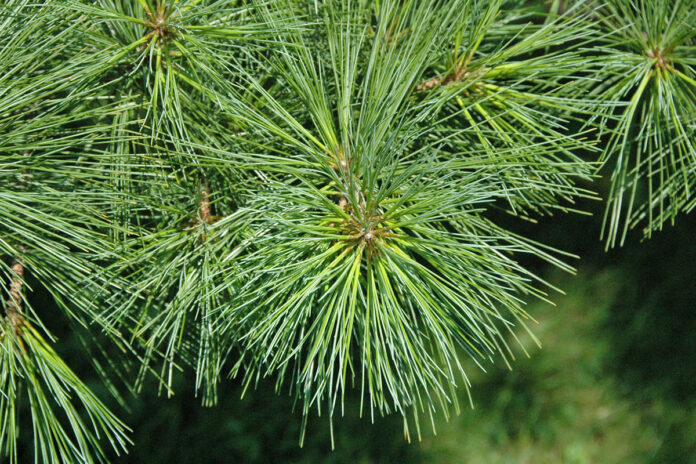 Eastern White Pine