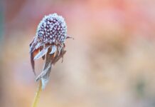 Wishing you peace this holiday season blossom