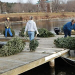 Recycled Christmas trees can enhance fish habitat Recycling Christmas trees