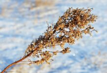 Coming out of the darkness of a long and cold winter snow