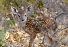 When to expect and what to call Ohio’s baby animals fawn