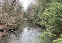 Report hemlock woolly adelgids to ODNR Mill Creek Park