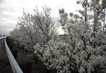 Planting Callery pear no longer permitted in Ohio Callery pear's white flowers
