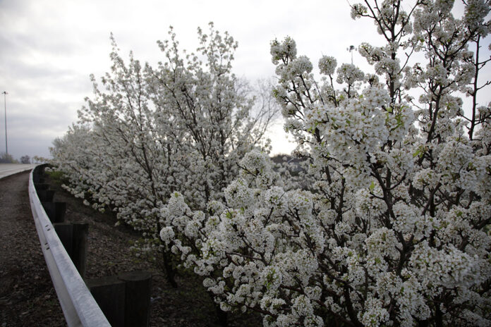 Callery pear's white flowers