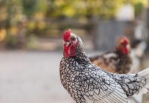 The chicken math adds up chicken