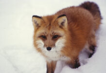 Red foxes are declining in Ohio, but adapt and thrive in urban areas red fox