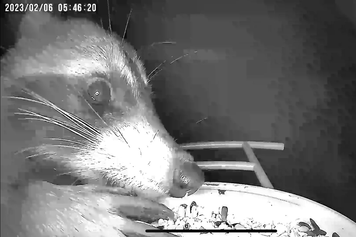 Raccoon eating from bird feeder