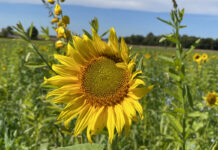 United we stand in conservation sunflower